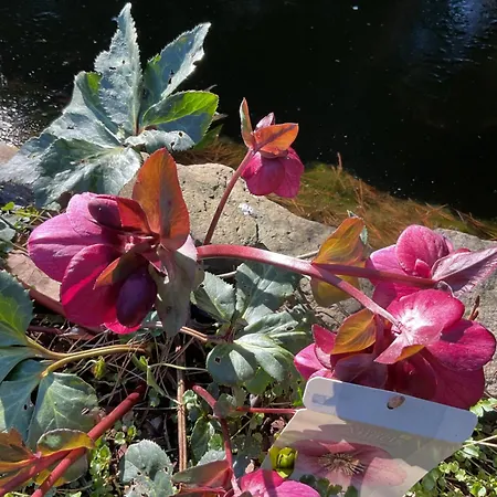 Apartament Waldtraum Wandlitzsee Wandlitz