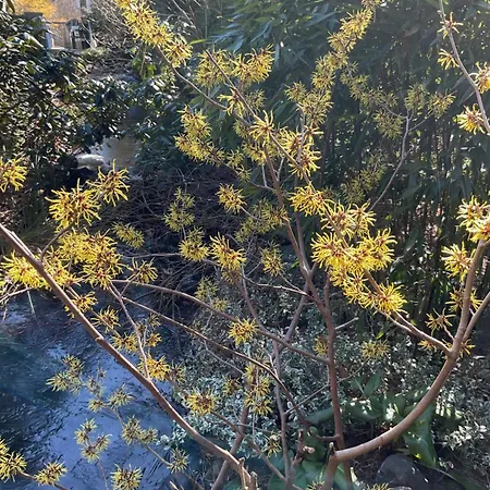 Waldtraum Wandlitzsee Apartment *