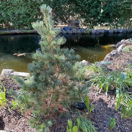 Апартаменты Waldtraum Wandlitzsee
