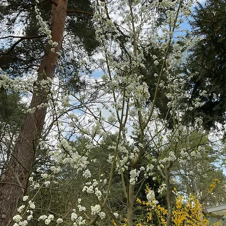 Waldtraum Wandlitzsee 반들리츠