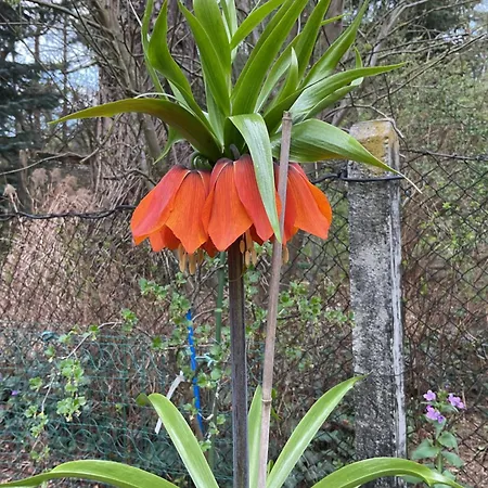 Waldtraum Wandlitzsee * Wandlitz