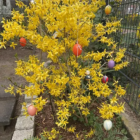 Waldtraum Wandlitzsee Wandlitz