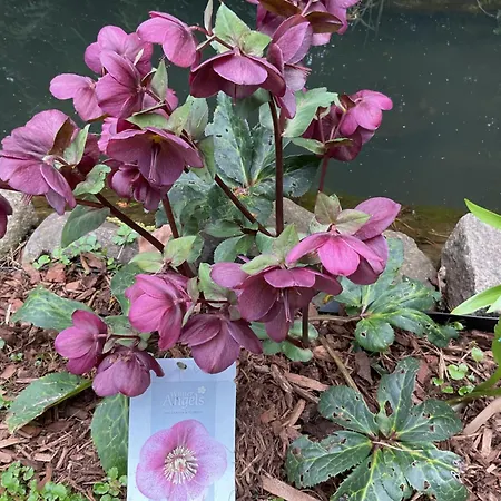 Apartment Waldtraum Wandlitzsee *