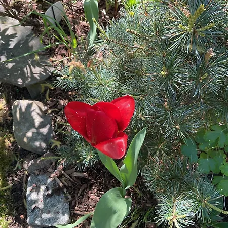 Apartment Waldtraum Wandlitzsee *