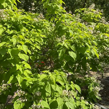 Waldtraum Wandlitzsee Wandlitz