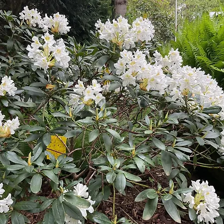 Apartment Waldtraum Wandlitzsee Wandlitz