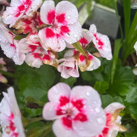 Apartment Waldtraum Wandlitzsee Wandlitz