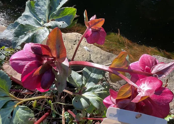 公寓 Waldtraum Wandlitzsee 万德利茨