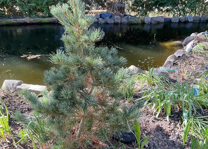 Appartement Waldtraum Wandlitzsee