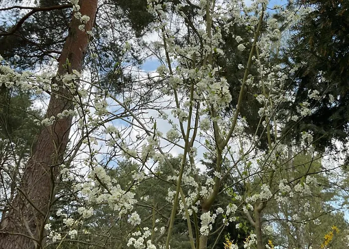 Waldtraum Wandlitzsee Wandlitz
