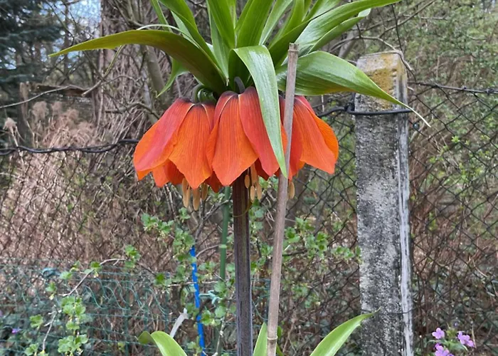 Waldtraum Wandlitzsee * فاندليتس