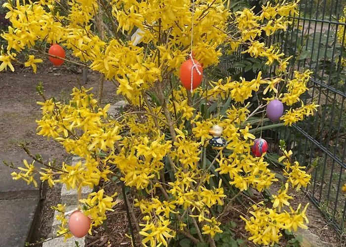 Waldtraum Wandlitzsee 万德利茨