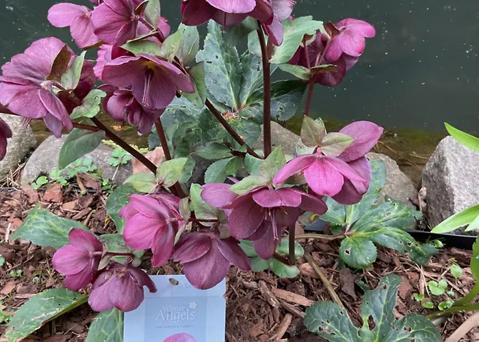 شقة Waldtraum Wandlitzsee *