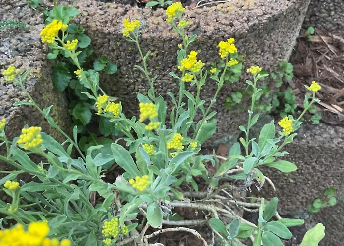 Waldtraum Wandlitzsee *