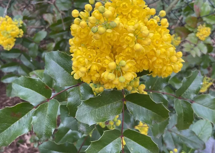 Waldtraum Wandlitzsee Appartement