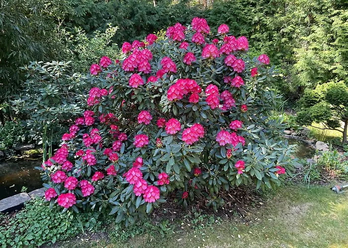 Waldtraum Wandlitzsee Wandlitz