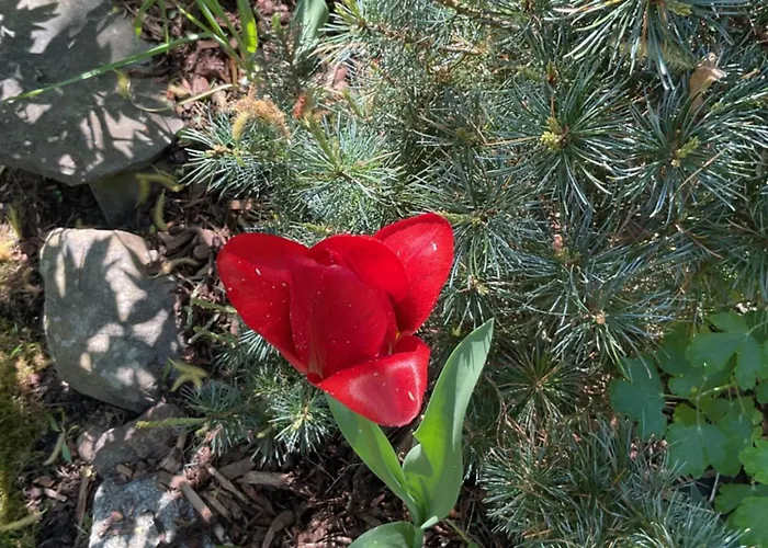 Appartement Waldtraum Wandlitzsee *