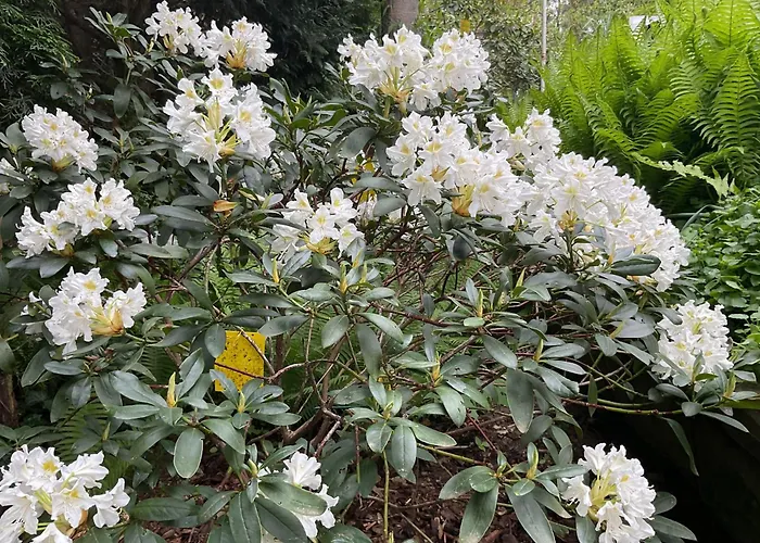 Appartement Waldtraum Wandlitzsee Wandlitz