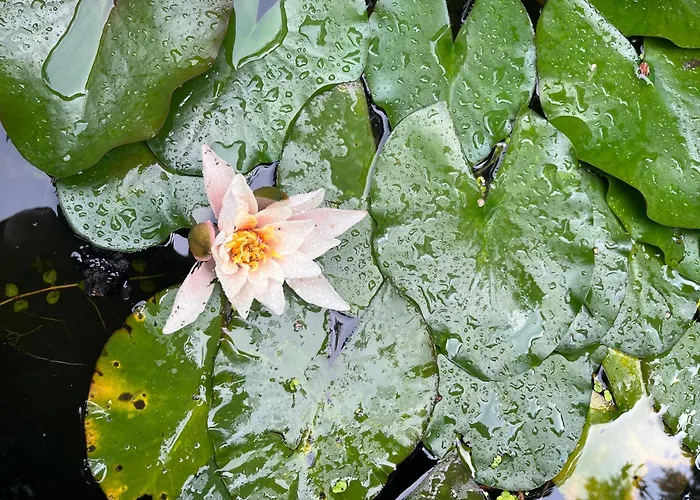 Waldtraum Wandlitzsee *