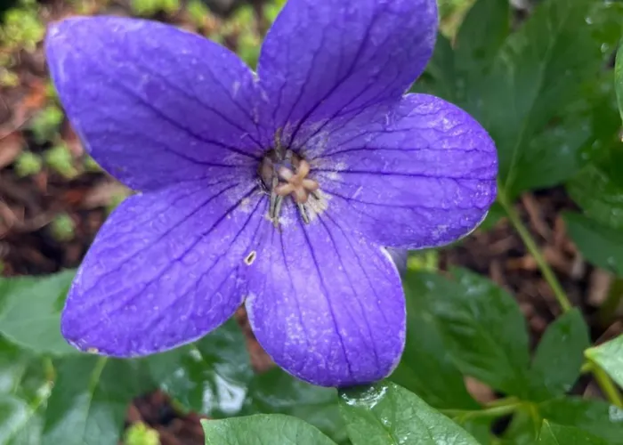 Waldtraum Wandlitzsee Appartement