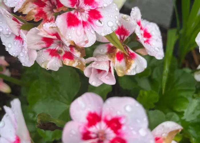 Appartement Waldtraum Wandlitzsee Wandlitz